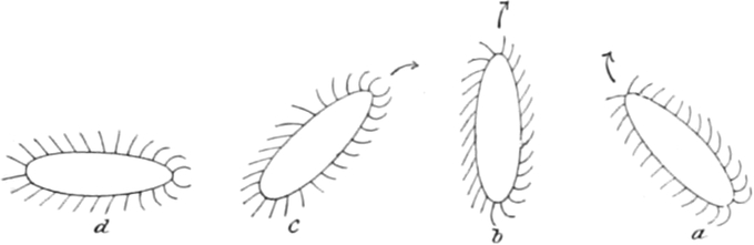 Erregung einer   Wimperninfusorienzelle