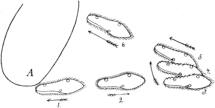 Wimperreflex des   Pantoffeltierchens
