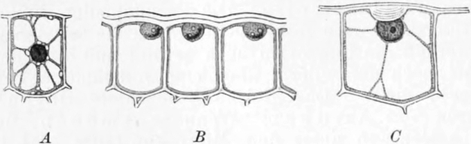 Epidermiszellen verschiedener   Blätter