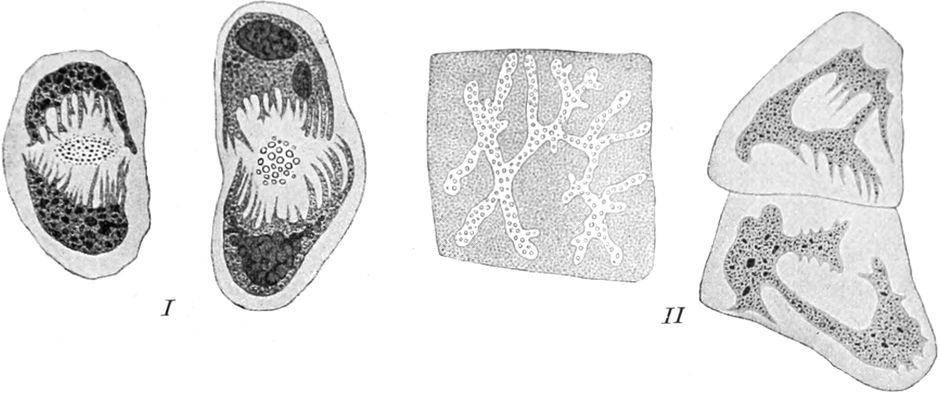 Zellkerne in verschiedenen   Sekret absondernden Zellen