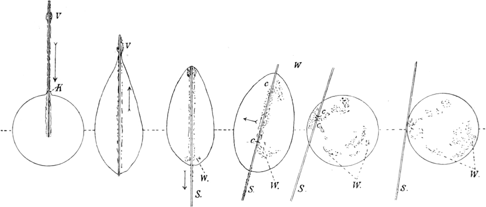 Beispiel für Diffusion von   Schellack in Chloroform