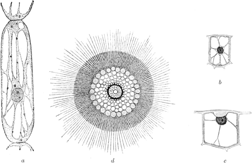 Pflanzenzellen und Radiolarienzelle