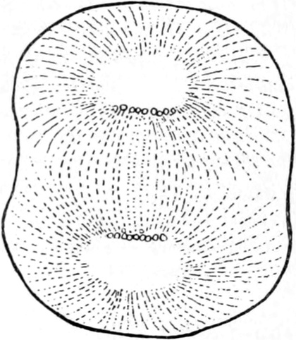 Erste Furchungsteilung bei einem Seeigel-Ei