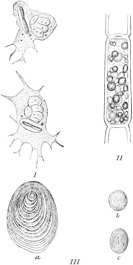 Weiße Blutkörperchen vom Frosch