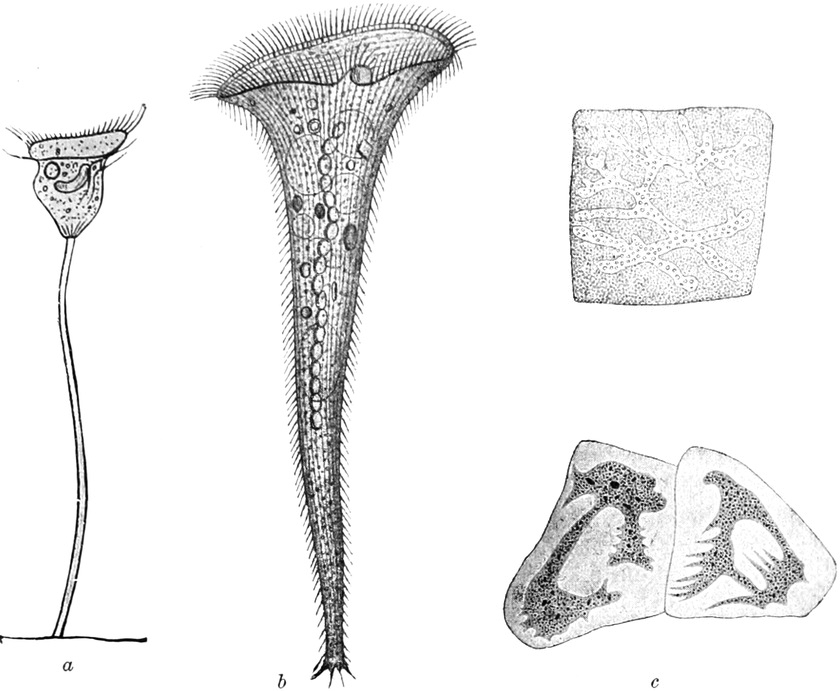 Verschiedene Formen des Zellkerns