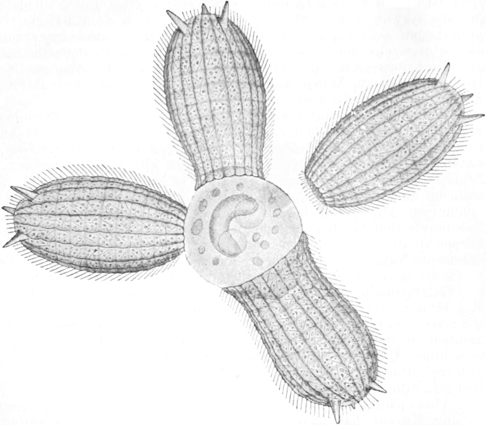 Tonnentierchen, bei der   Nahrungsaufnahme