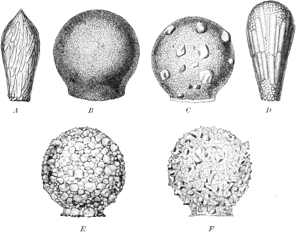 Gehäuse von Difflugien