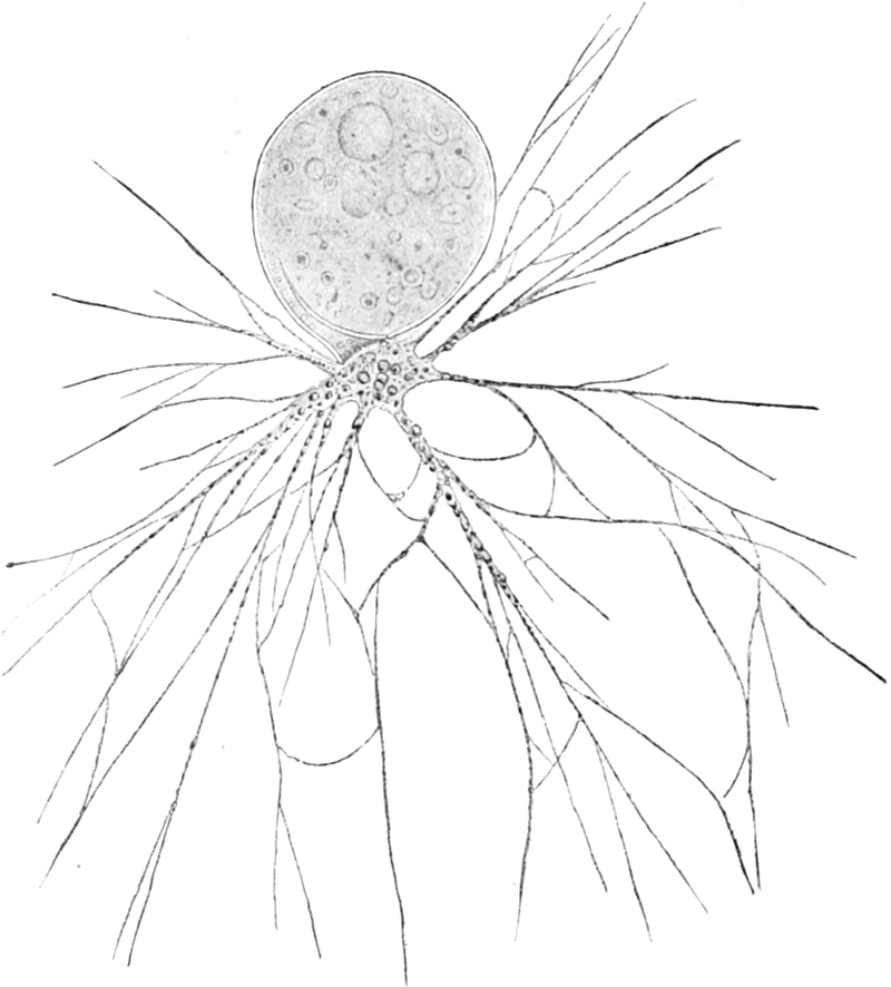 Süßwasser-Rhizopod mit   Pseudopodiensträngen