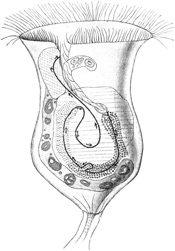 Weg der aufgenommenen Nahrung in   Carchesium polypinum