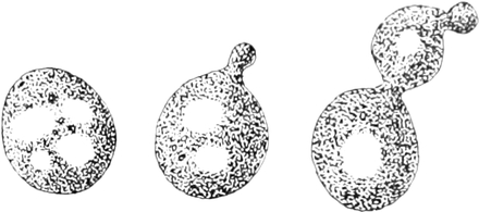Mikroskopbilder von Hefezellen
