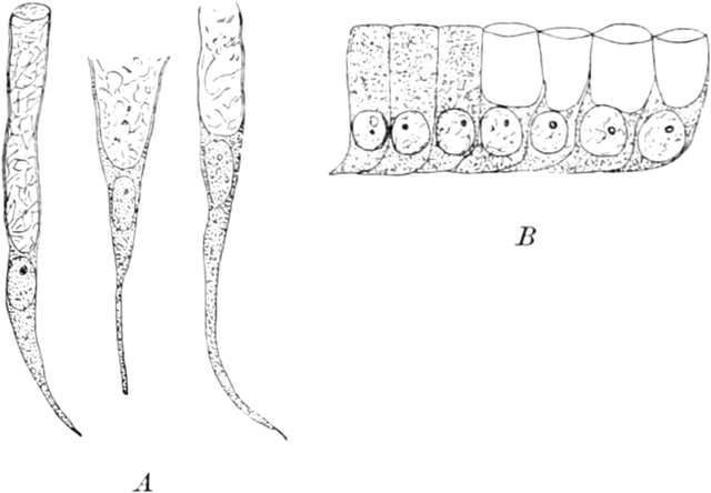 Verschiedene Schleimzellen