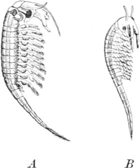 Süß- und Salzwasserform von   Urzeitkrebsen