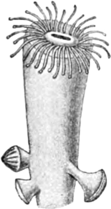 Polyp in Knospenbildung