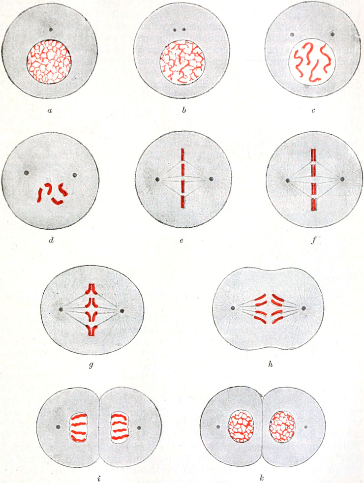 Schema der indirekten Zellteilung