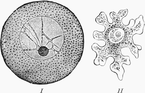 Verschiedene Eizellen