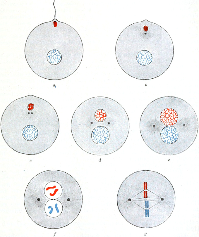 Befruchtugn eines Seeigel-Eies