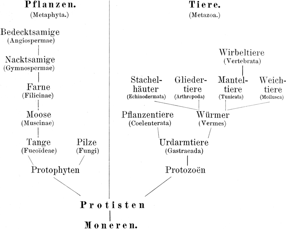 Stammbaum der Pflanzen und Tiere