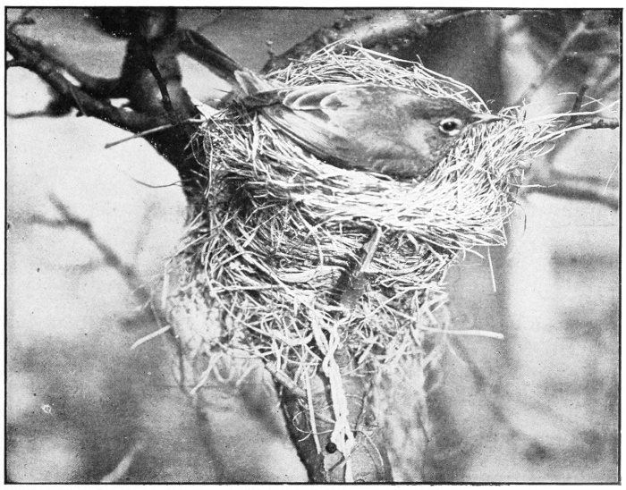 Robin on nest