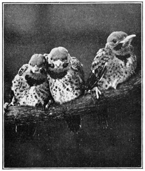 young flickers