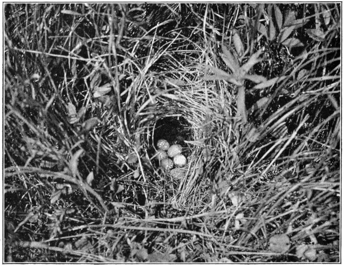 meadowlark nest