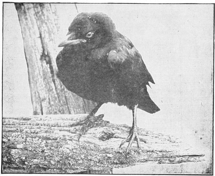 Pet crow