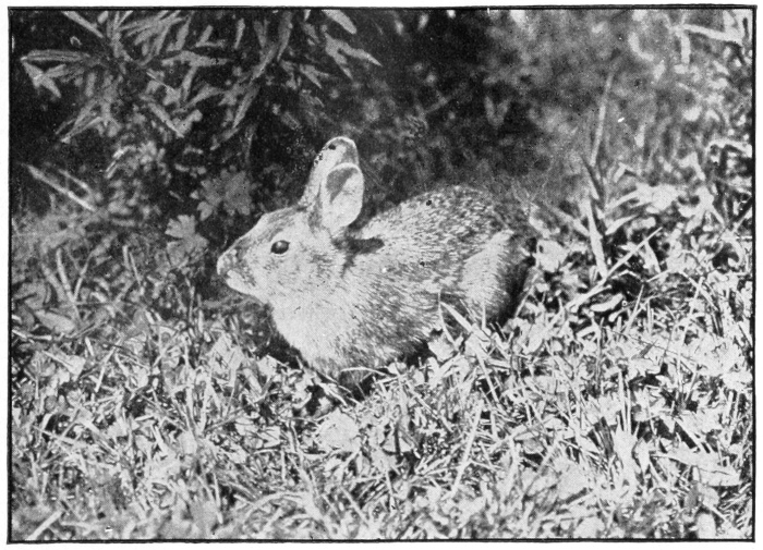 Cottontail rabbit