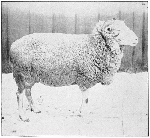 Dorset ram