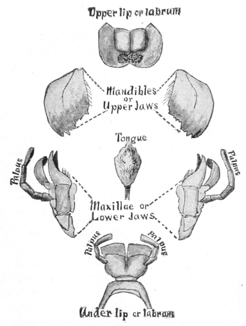 Mouth-parts of grasshopper
