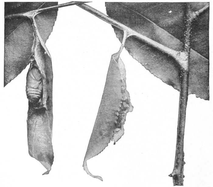 Promethea cocoons