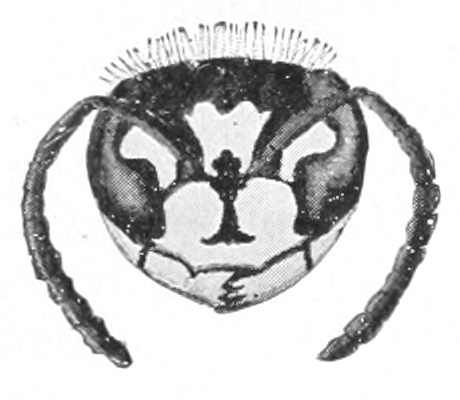 Wasp face
