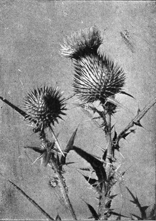 Thistle