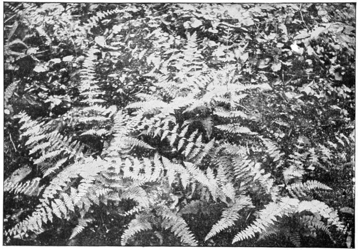 Bladder fern