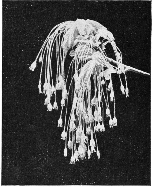 Sugar maple blossoms