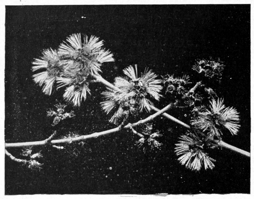 Silver maple blossoms