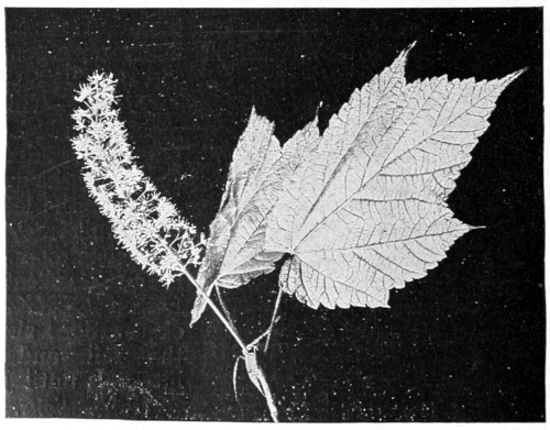 Mountain maple blossoms