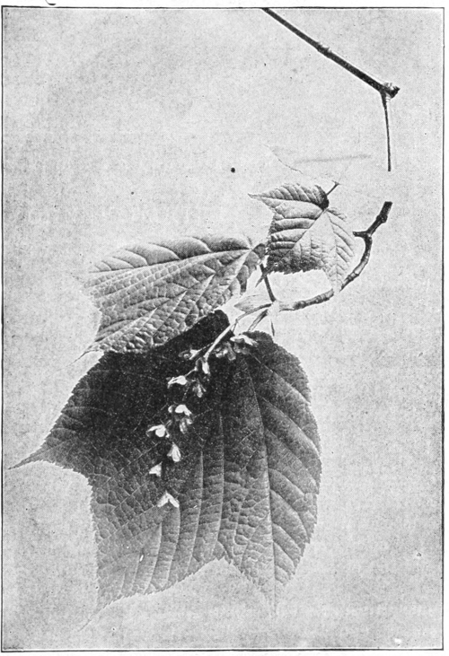 Striped maple blossom