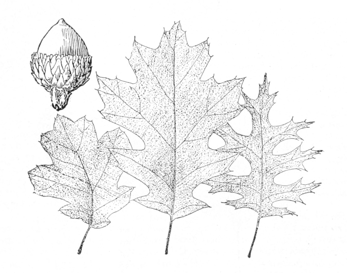 Black oak leaves