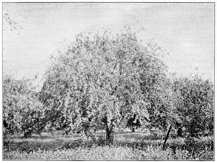 Baldwin apple tree