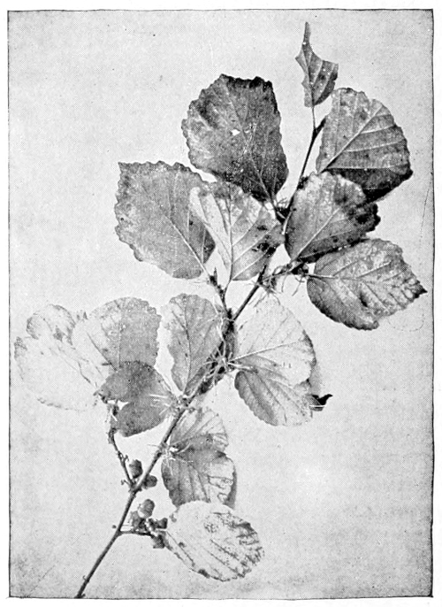 Witch-hazel
