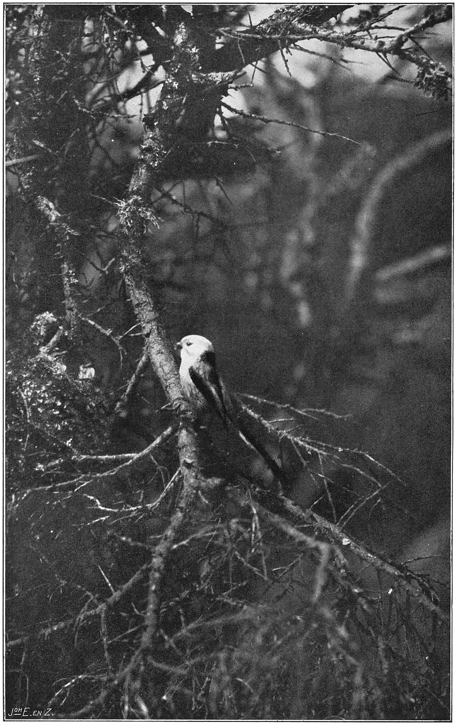 Staartmees bij haar nest. (Aegithalos Caudatus europaeus.) (L.)