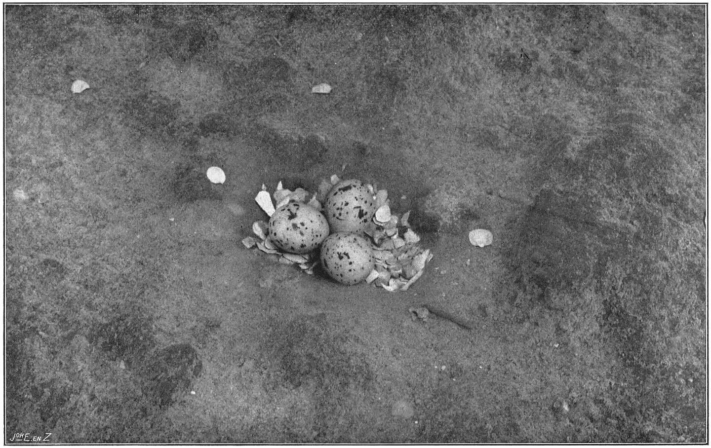 Nest en eieren van de Dwerg-Zeezwaluw. (Sterna minuta minuta.) (L.)