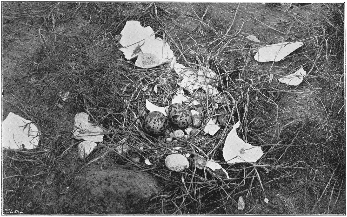 Nest en eieren van de Noordsche of Zilvergrijze Zeezwaluw. (Sterna paradisaea Brünn.)