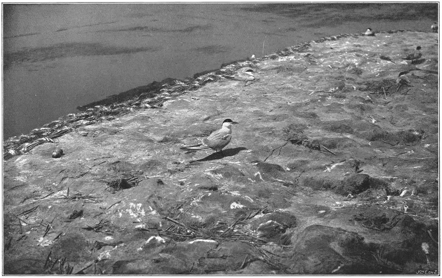 Vischdiefjes op hun broedplaats. (Sterna Hirundo.) (L.)