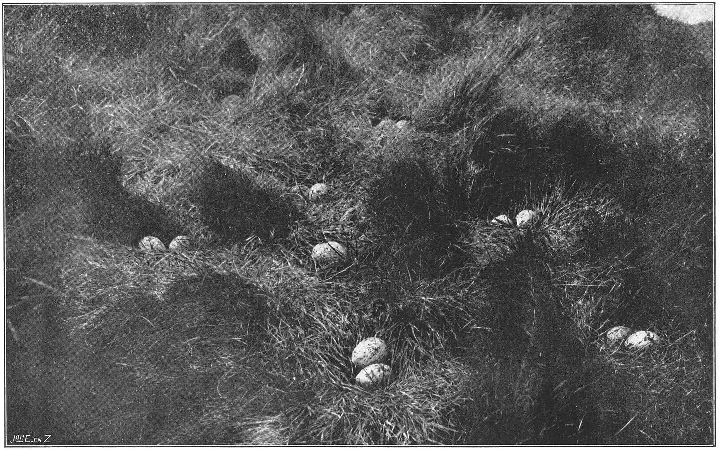 Nesten en eieren van de Groote Zeezwaluwen. (Sterna sandvicensis sandvicensis Lath.)