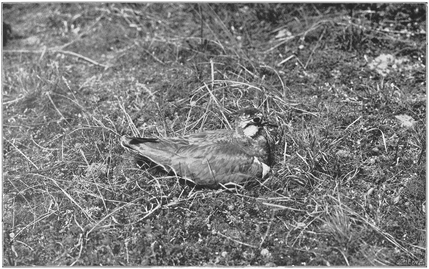 Broedende Kievit. (Vanellus vanellus.) (L.)
