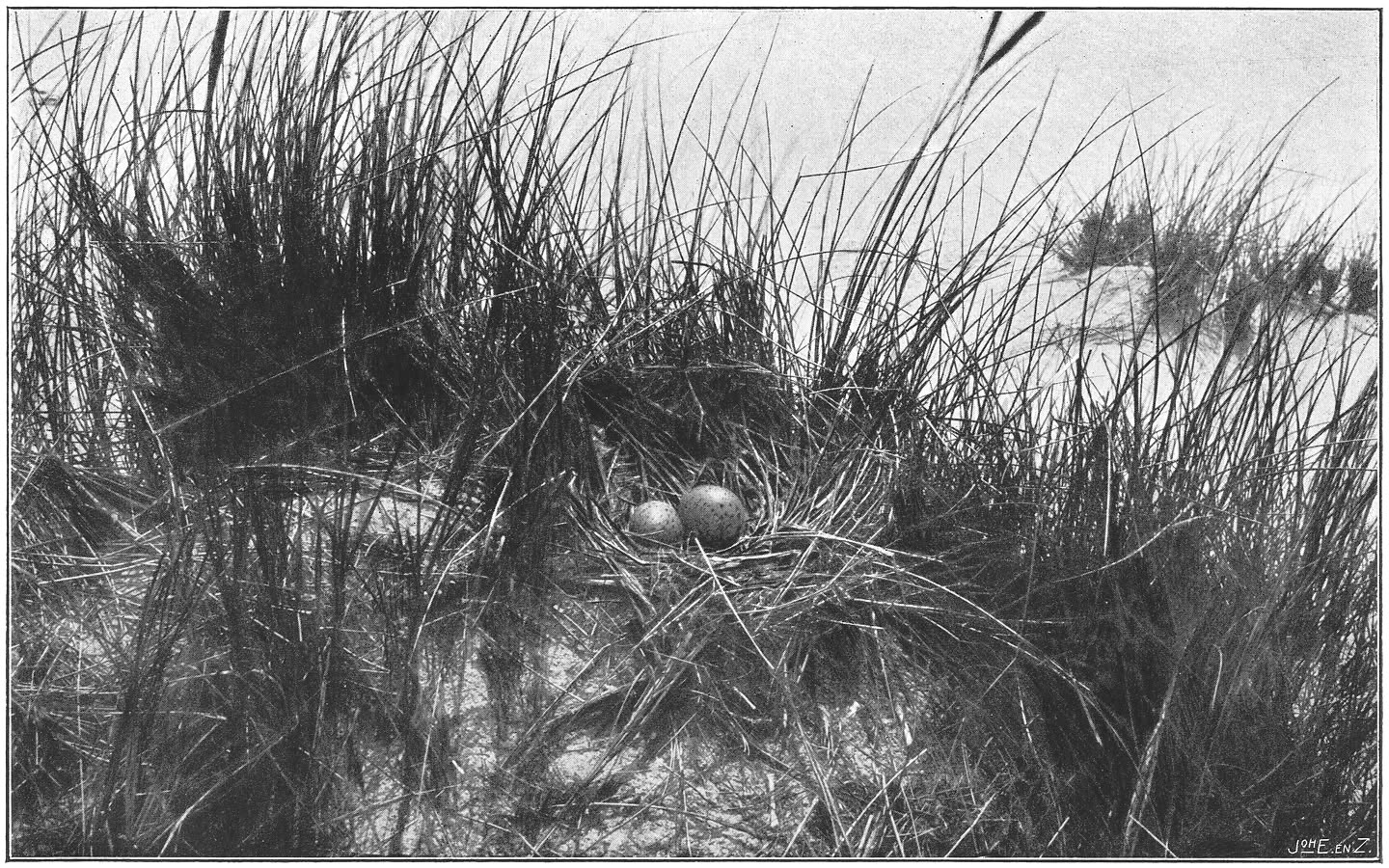 Nest en eieren van de Zilvermeeuw. (Larus argentatus argentatus.)
