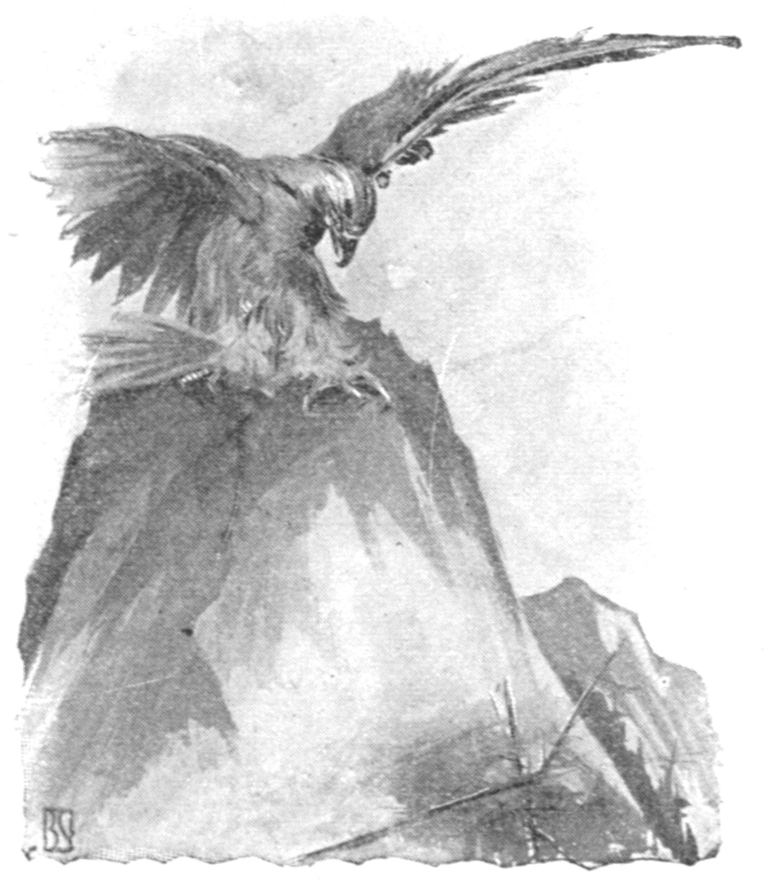 Half-tone black and white water color of an eagle, wings spread, alighting on the top of a rocky peak.