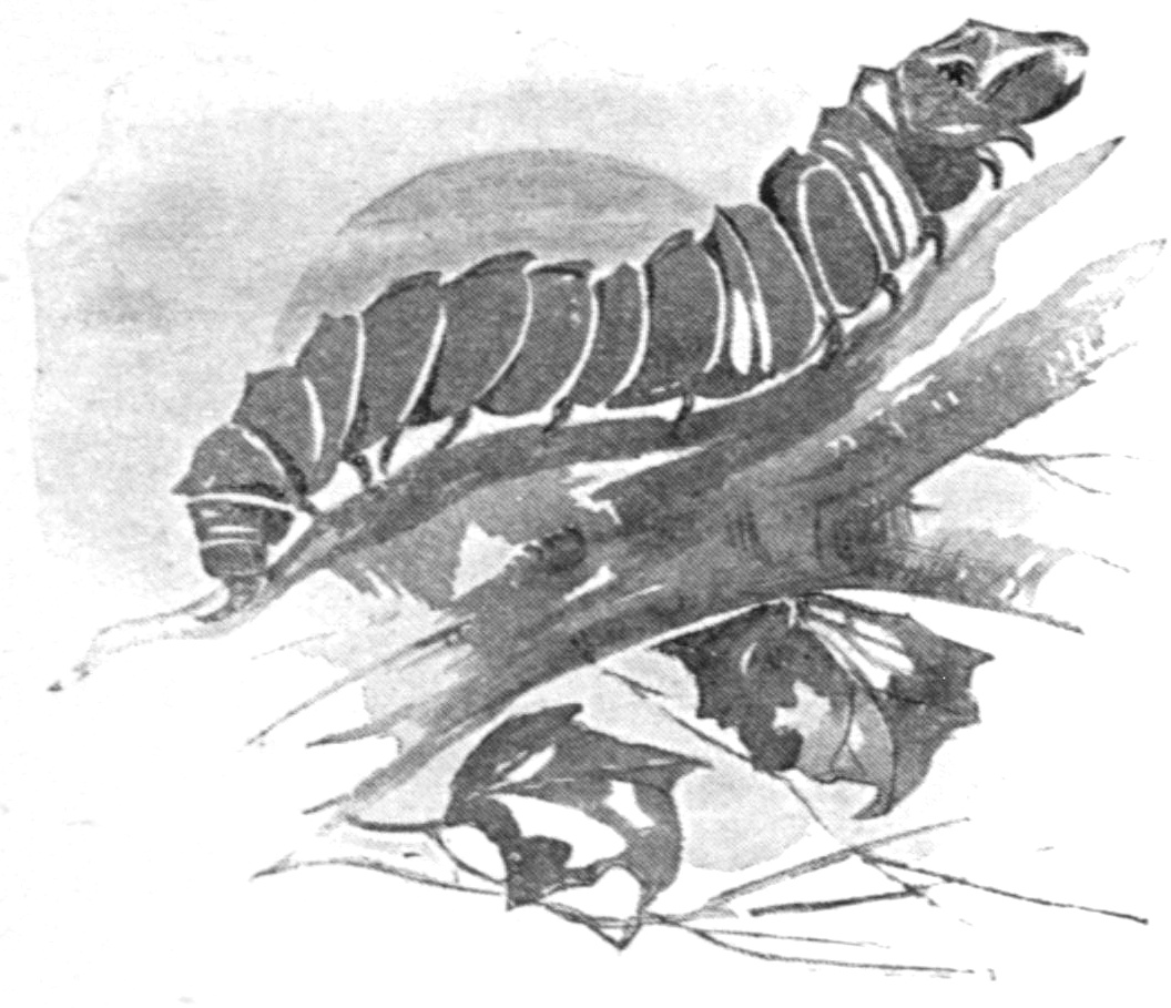 Half-tone black and white sketch of a caterpillar on a branch.
