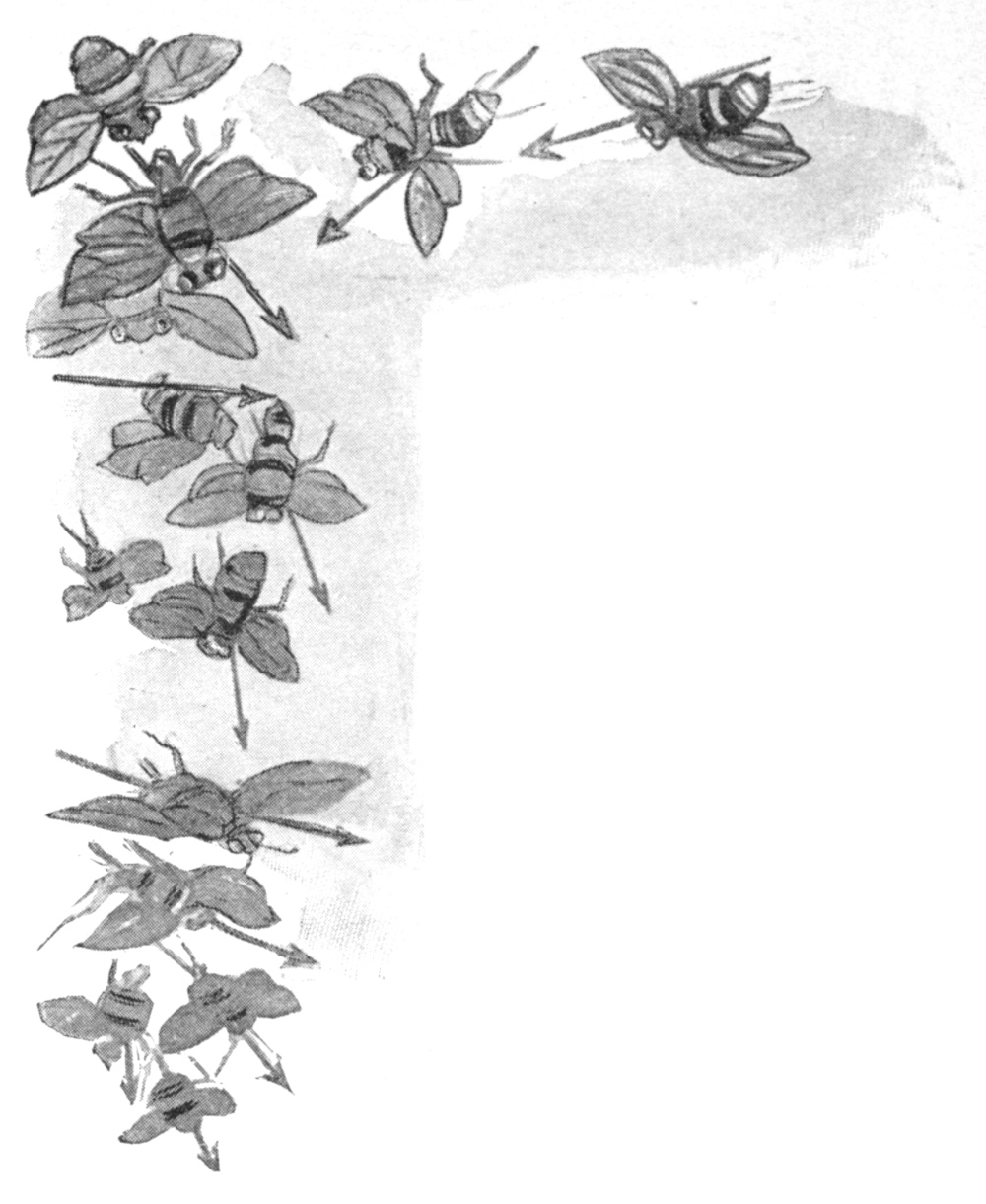 Half-tone black and white sketch of many bees, each with an arrow pointing in the direction they are flying.