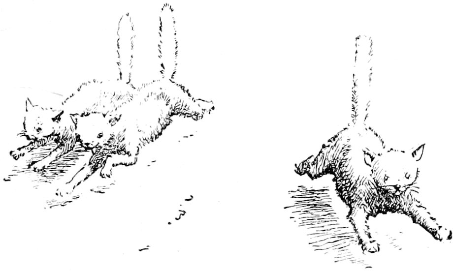 A vintage pen-and-ink sketch of three kittens pouncing and playing; two kittens are huddled together on the left, while one leaps forward on the right with its tail straight up.